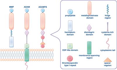 Immunomodulatory role of metalloproteases in cancers: Current progress and future trends